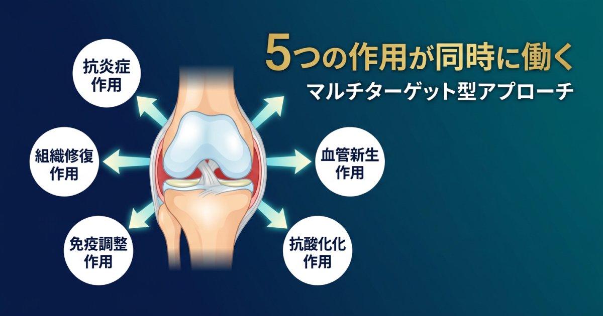膝の変形性関節症に働く5つの作用メカニズム